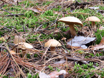 Mushroom Suillus bovinus. №23186