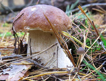 White mushroom and toadstool next №23238