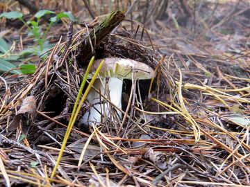 Mushroom Russula №23289