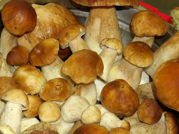 Edible mushrooms №23088