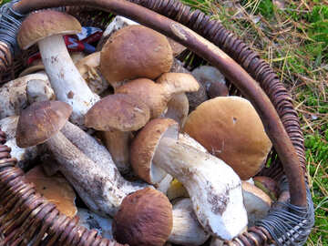 Edible mushrooms in the basket №23258
