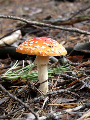 Mushrooms, toadstools №23101