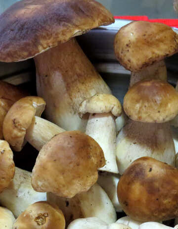 Mushrooms №23089