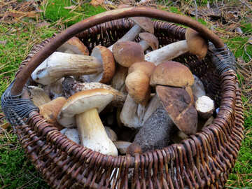 Basket of mushrooms №23260