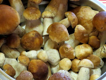 Cooking mushrooms №23087