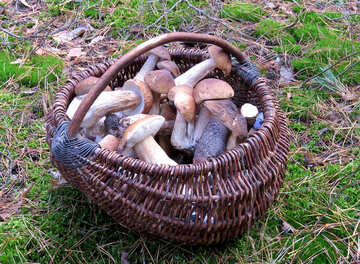 Sale of mushrooms №23262