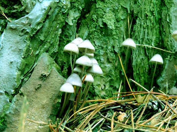 Mushrooms №23214