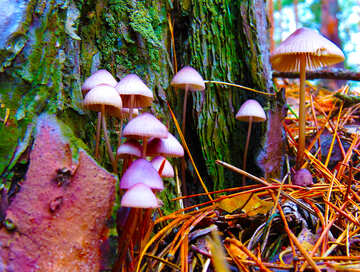 Acid mushrooms №23220
