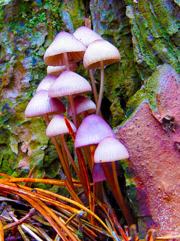 Bright mushrooms №23217