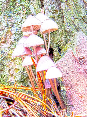 Faded mushrooms №23216