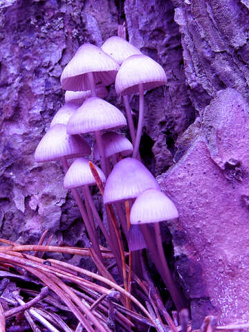 Hallucinogenic mushrooms №23218