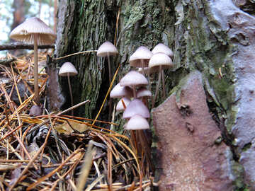 Plantation mushrooms №23221