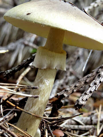 Poisonous Mushrooms №23137