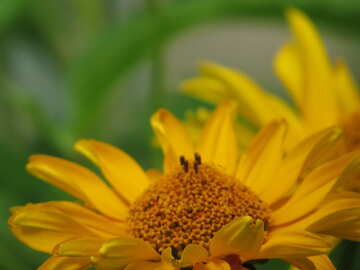 Yellow flower №23049