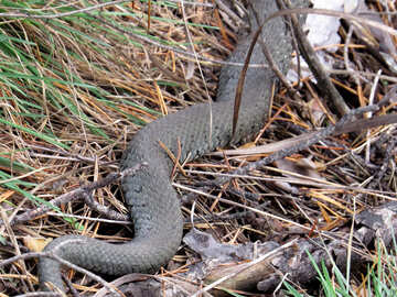 Una serpiente grande en el bosque №23093