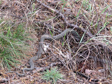 La serpiente en el bosque №23092
