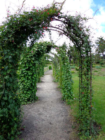 Garden arch of vines №23419