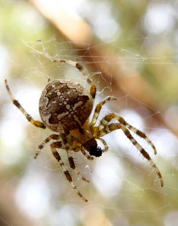 Spider on the net №23110