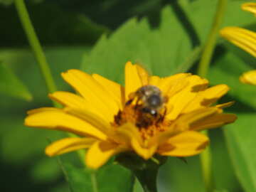 Flower in blur  №23038