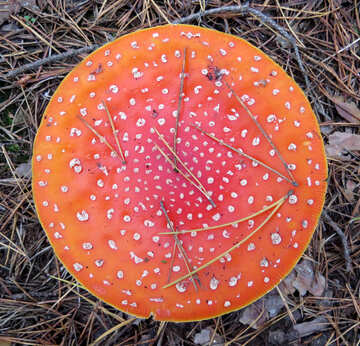 Texture of the agaric red with pine needles №23226