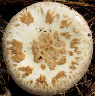 Texture mushroom with white  №23272