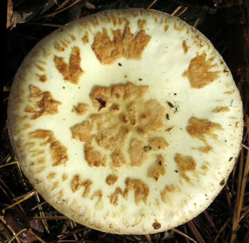 Texture of white fly agaric №23273