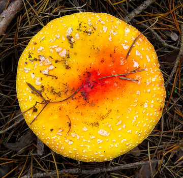 Texture of the yellow mushroom №23102
