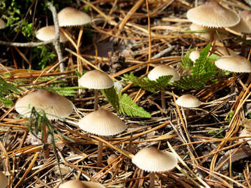 Famiglia di funghi velenosi №23145