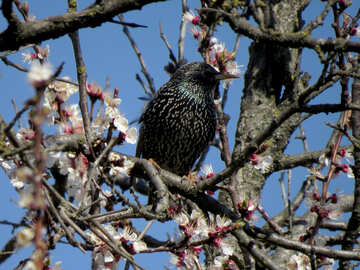 Un pájaro en las ramas del árbol de la floración №23977