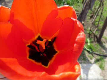 Escarabajo en tulipán №23376