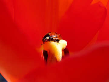 Ladybug in tulip №23362