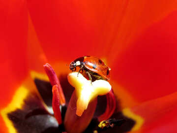Rote Tulpe in der Käfer №23361