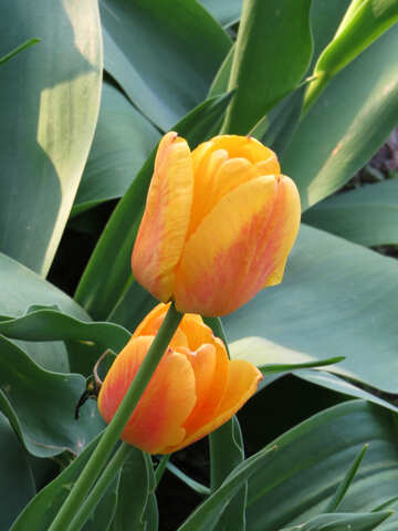 Growing tulips №23952