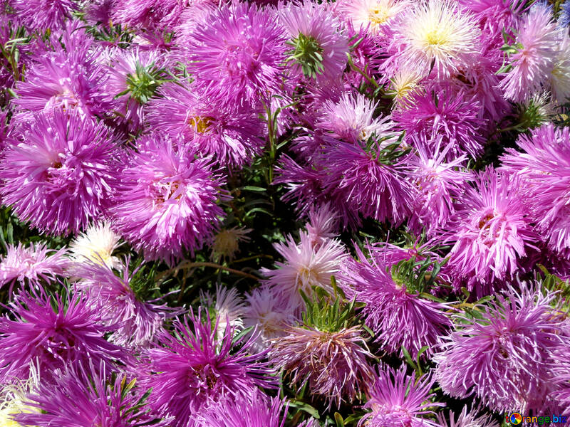 Background of asters №23460