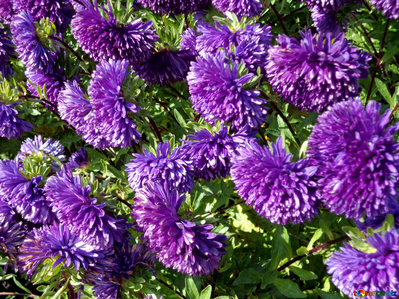 Asters №23465