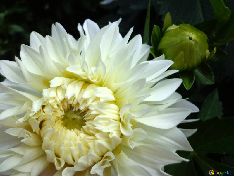 Automne grande fleur blanche №23437