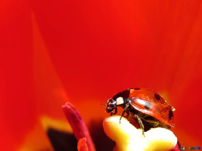 Escarabajo rojo con manchas negras №23360