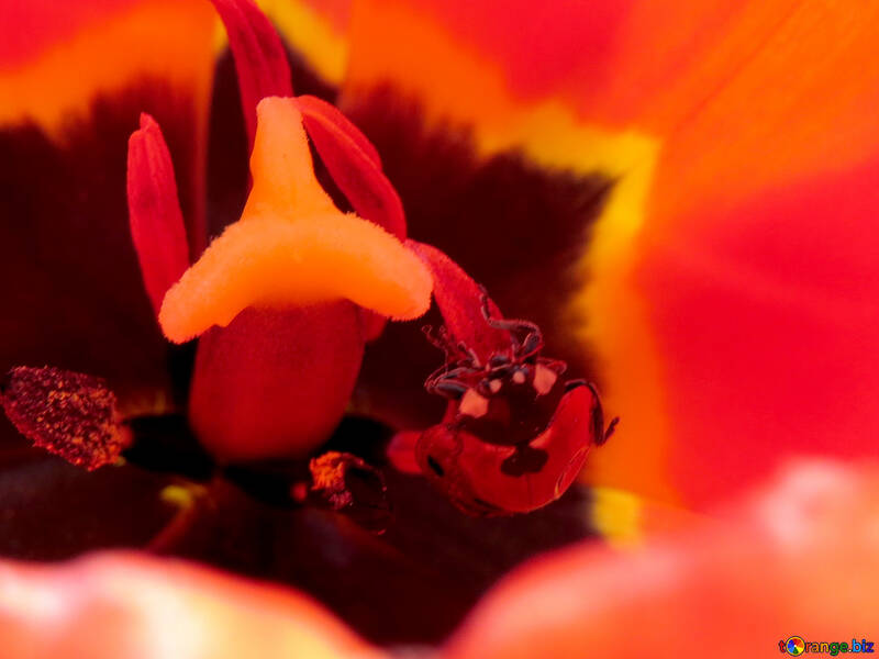 Kleiner Bug in der Blume №23372
