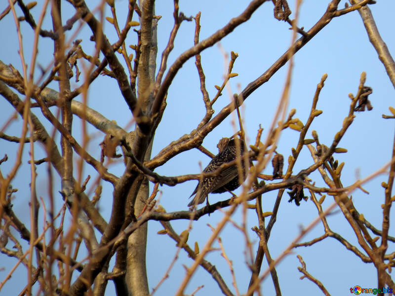 Весняна птах на гілках дерева №23919