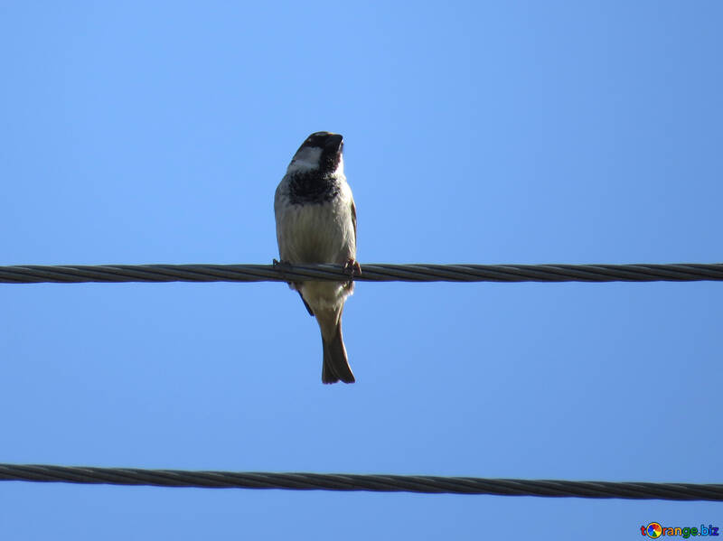 Birds on wire №23971