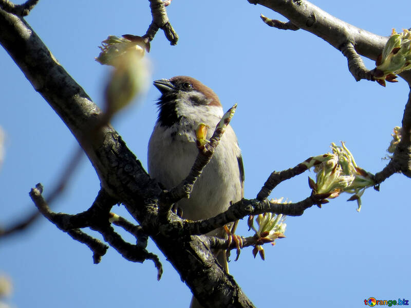 Sparrow №23969