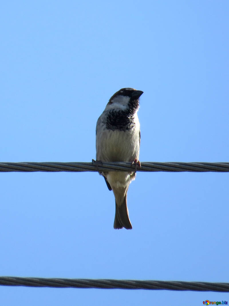 Sparrow on wire №23970
