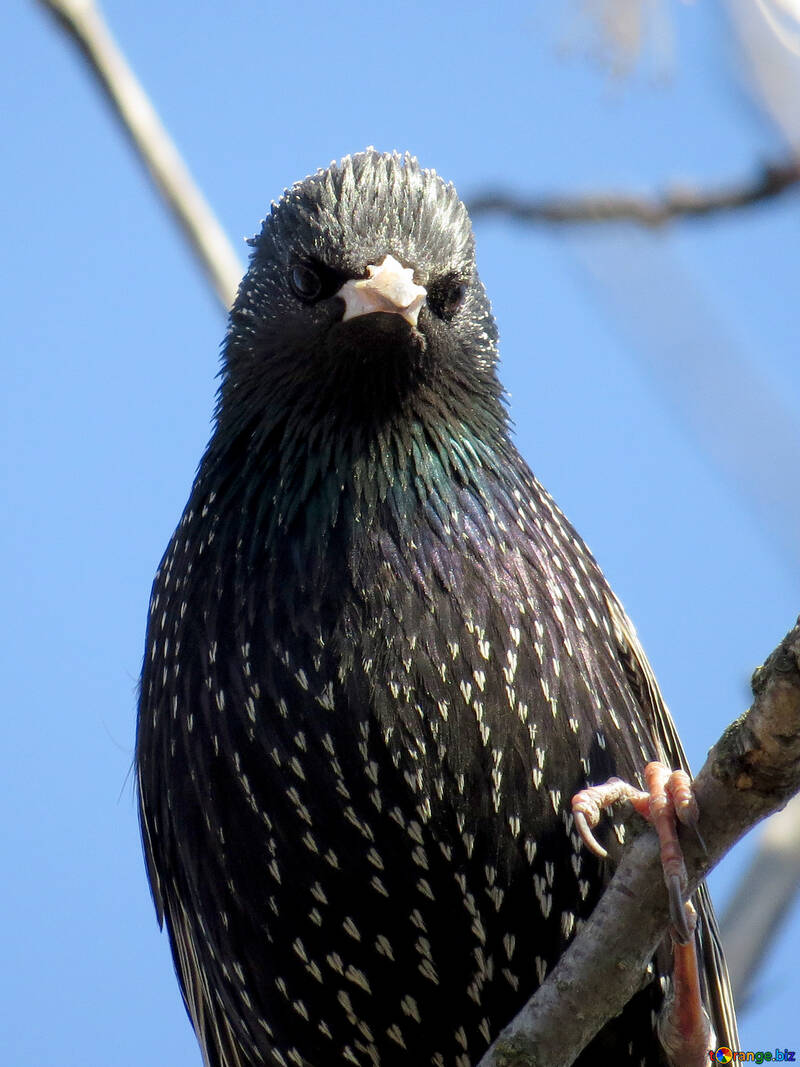Portrait of starling №23959