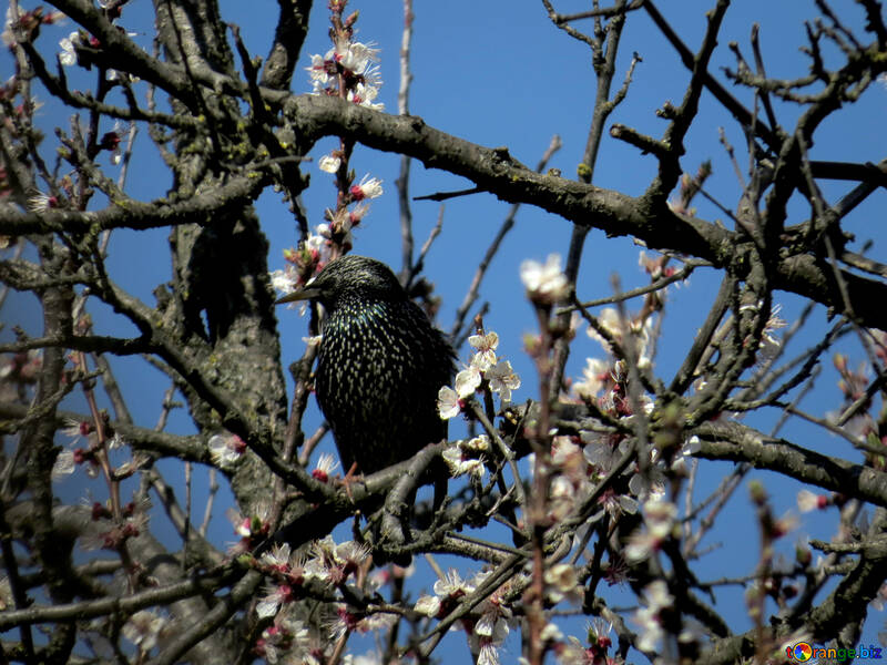 Uccelli degli canto di primavera №23981