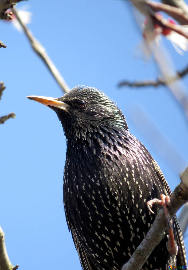 Starling №23956