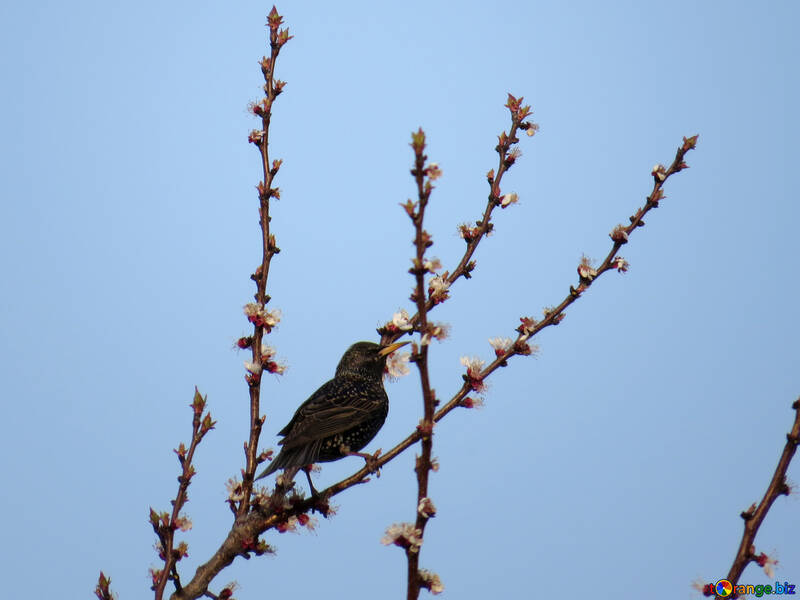 Starling in the branches against the sky №23920