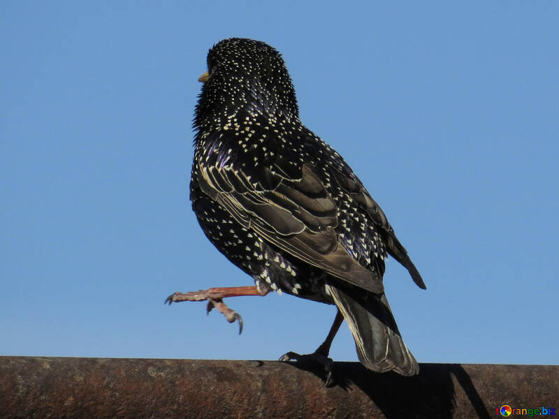 Starling is the pipe №23994