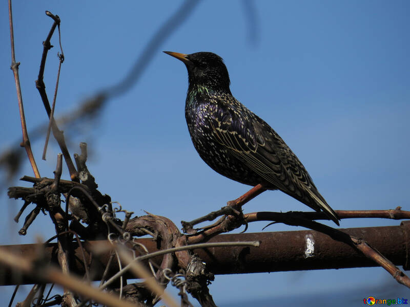Starling on sky background №23987
