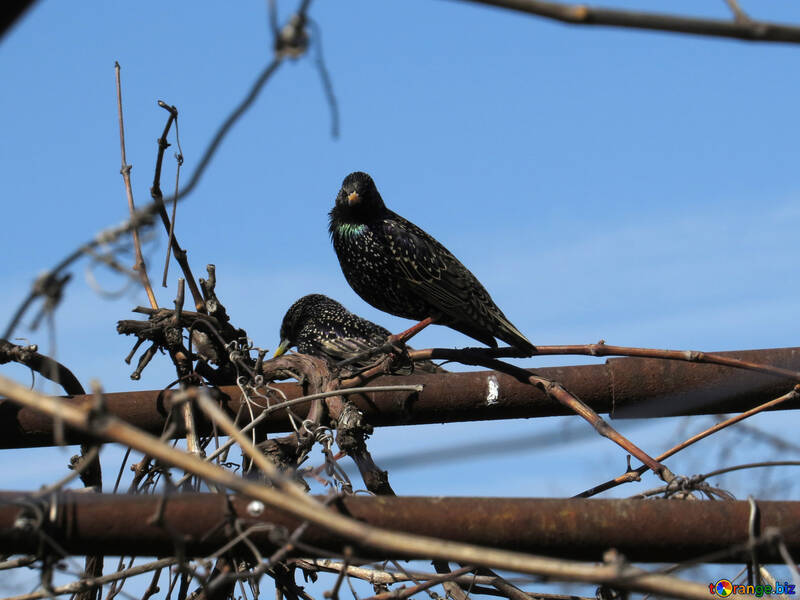 Urban starlings №23985