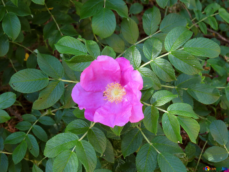 Wild Rose Flower №23061